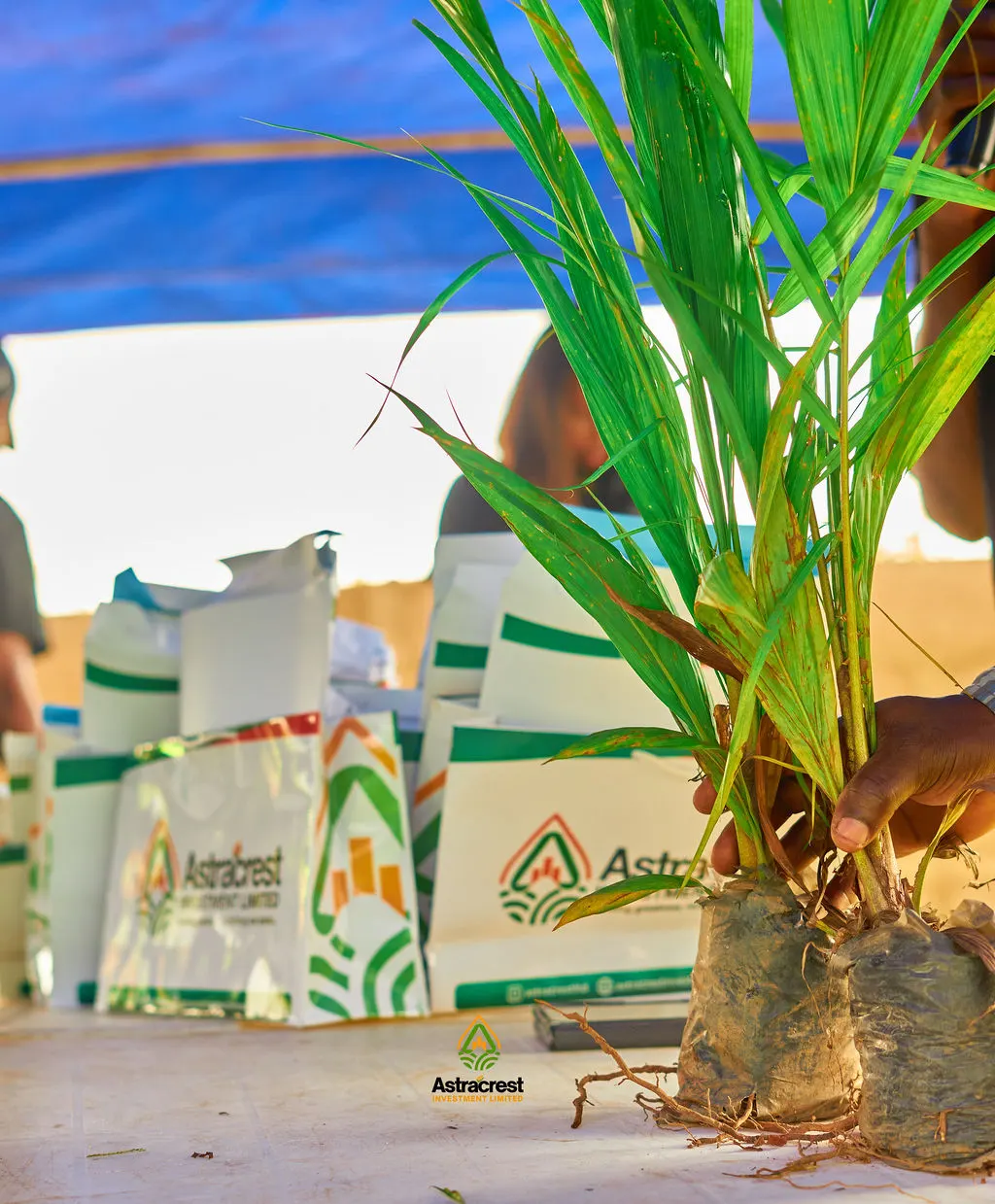 Starcrest Palm Estate — Second Batch Allocation — photo 13