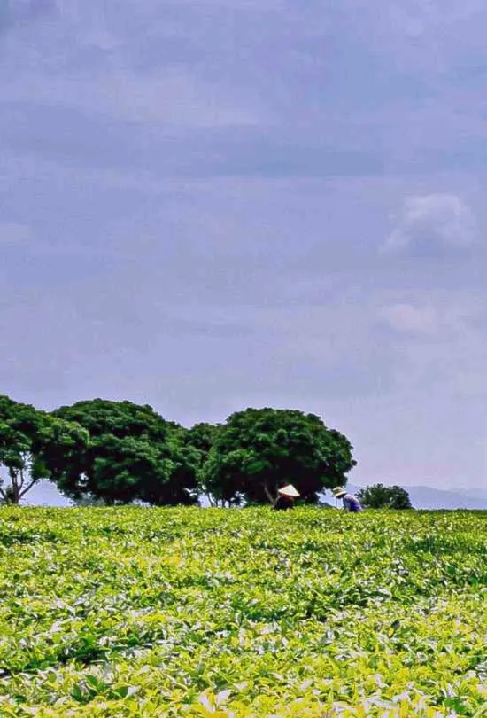 A green field of crops under an open sky, with trees on the horizon